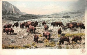 BUFFALO HERD NEAR FORT YELLOWSTONE NATIONAL PARK WYOMING POSTCARD (c. 1908)