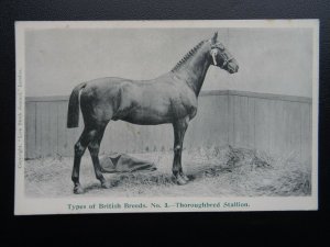 British Prize Horse Stallion THOROUGHBRED STALLION Types of British Breeds c1908