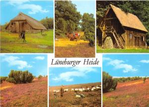 BG13237 luneburger heide sheep mouton types folklore   germany