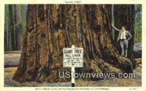 Bull Creek Flat - Redwood Highway, California CA  