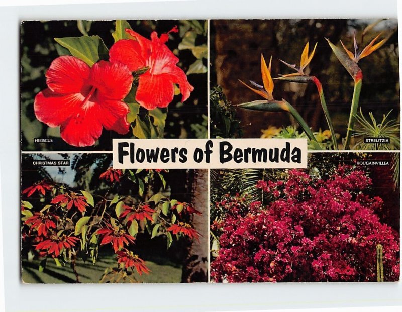 Postcard Flowers of Bermuda