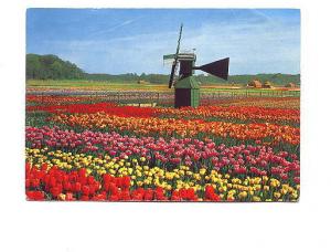 Windmill, Tulip Field, Holland, Netherlands, Used 1972