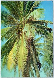 c1970s Australia Coconut Palm Trees Green Fronds Blue Sky Chrome 4x6 PC 1038