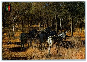 1974 Zebras at Sa Da Bandeira (Lubango) Angola Air Mail Vintage Postcard