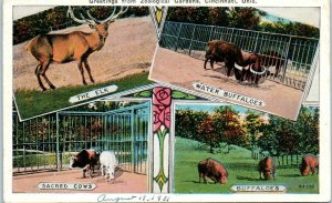 1930s Greetings from Zoological Gardens Cincinnati OH Ohio Multiview Postcard