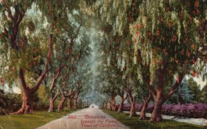 Vintage Postcard 1919 Driveway Beneath Pepper Trees California Edw H. Mitchell