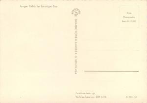 Young Polar Bear Eisbar Leipzig Zoo Germany