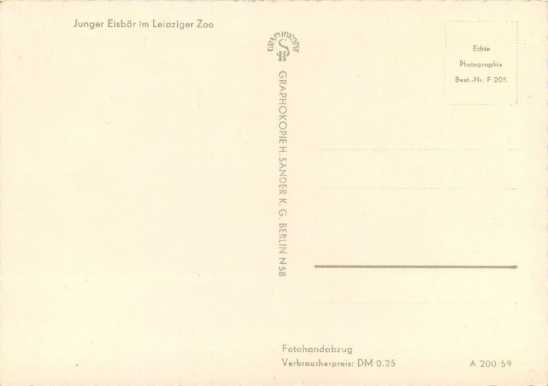 Young Polar Bear Eisbar Leipzig Zoo Germany