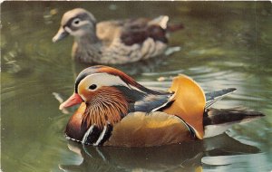 US43 postcard mandarin duck London zoo society