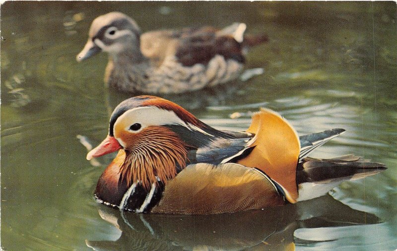 US43 postcard mandarin duck London zoo society