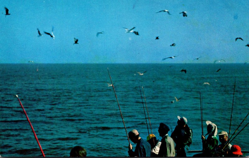 Fishing and Sea Gulls