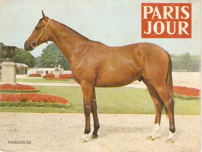 Paracerse Horse Moder French Paris Jour advertisement Postcard