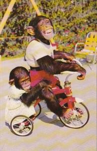 Florida Miami Chimpanzees Riding Tricycle At Monkey Jungle