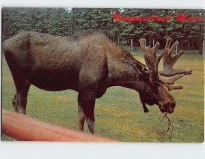 Postcard Newfoundland Moose, Canada