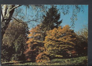 Sussex Postcard - The High Beeches Gardens, Handcross RR7099
