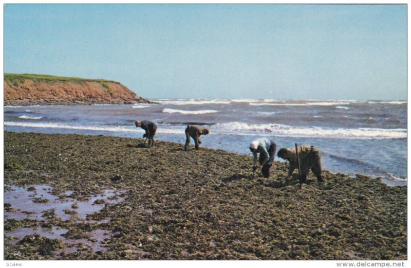Gathering Irish Moss , NORTH RUSTICO , P.E.I. , Canada , 50-60s