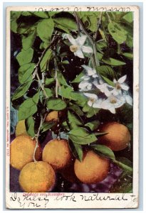 1908 Oranges And Blossoms Scene Brooksville Florida FL Posted Flowers Postcard