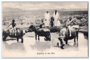 c1940's Farm Scene Riding Buffalos in the Nile Egypt Vintage Unposted Postcard