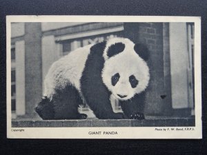 London Regent Park Zoo GIANT PANDA c1940 Postcard by F.W. Bond