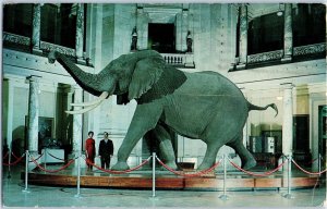 African Bush Elephant in Museum of Natural History Postcard Posted 1964