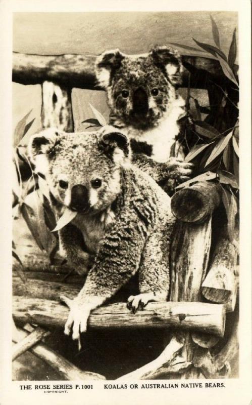 australia, Two Koalas or Australian Native Bears (1940s) RPPC