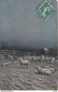 Sheep , 1910 ; TUCK