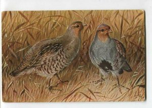 3117133 Grey Partridge by BZ ZVORIKIN vintage Russian PC