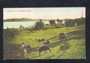 SCENE ON THE SACRAMENTO RIVER CALIFORNIA VINTAGE POSTCARD