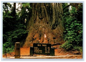 Vintage Big Tree Prairie Creek Redwoods State Park California Postcard #AE