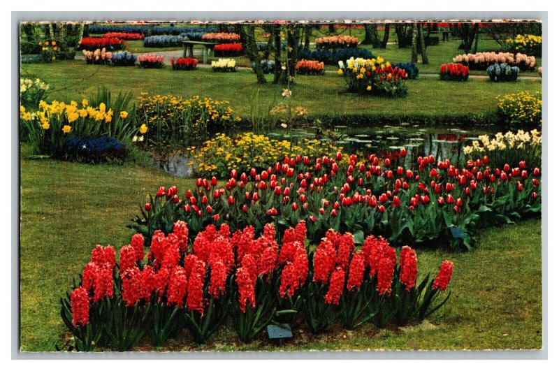 Postcard It Is Bulb-Time De Bloemenvelden In Bloei Vintage Standard View Card #2 