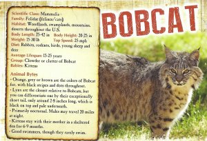 BobCat  Lives 15-25 Years Eats Rabbits, Rodents Birds Young Sheep & Deer  4 by 6