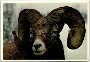 Postcard - Bighorn Sheep