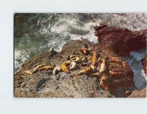 Postcard Sea Lions, Coast Highway 101