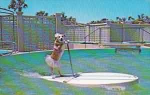 Florida Marineland Of Florida's Canine Mascot 1973