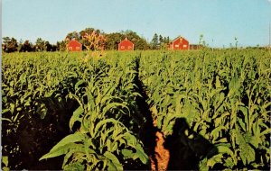 Tobacco Field Grand View near Montague Prince Edward Island Unused Postcard H30