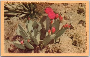 Beavertail Cactus In Bloom California CA Brilliant Magenta Blossoms Postcard