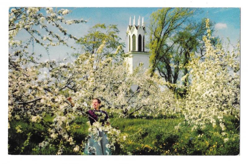 Flowers Apple Blossoms Nova Scotia Canada H S Crocker Vintage Postcard