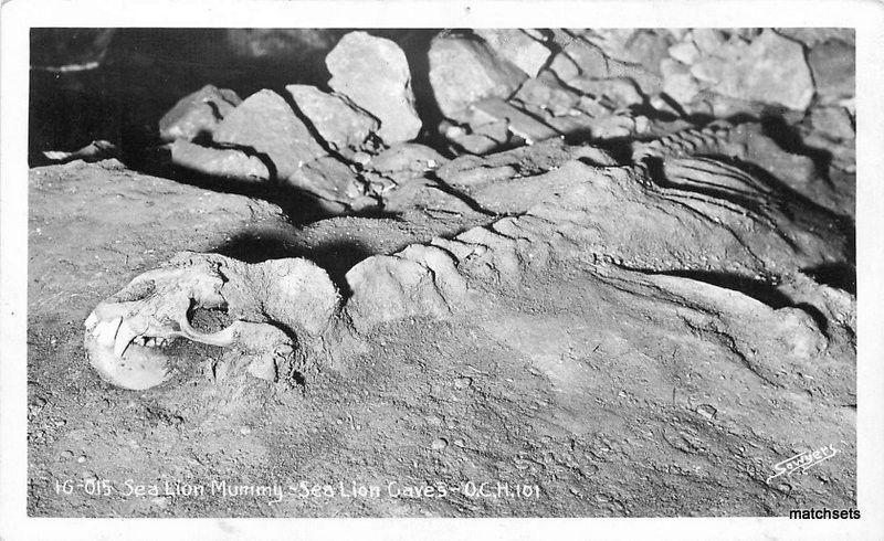 1940s Sea Lion Mummy Cave Oregon Sawyers RPPC real photo postcard 9923