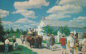 Team Of Oxen Upper Canada Village Ontario