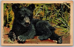 Vtg Black Bear Cub Wildlife Scenes Series View 1930s Linen Curteich Postcard