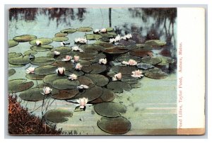 Lilies in Taylor Pond Auburn Maine ME UNP DB Postcard U13