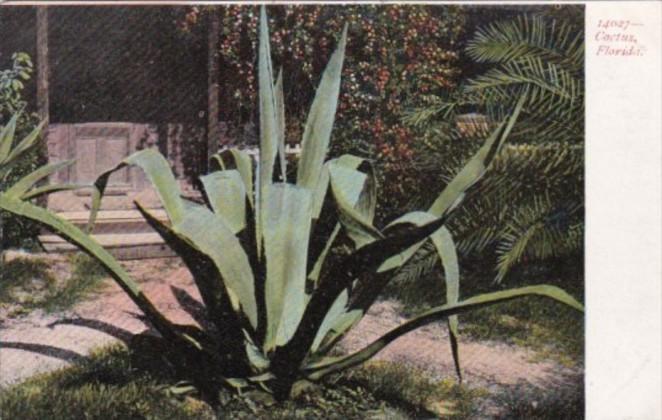 Cactus Agavr or Century Plant In Florida