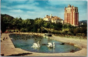 CA-California, White Swans & Cygnets at Lake Merrit Waterfowl Sanctuary Postcard