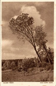 South Africa Silver Trees Near Cape Town Vintage Postcard 08.51