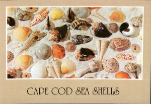 Cape Cod  Sea Shells,  Mass.  Postcard