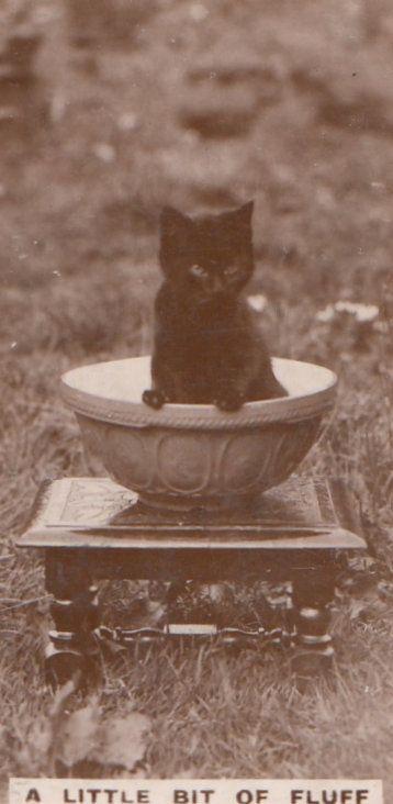 Cat In Bakery Bakers Bowl German Old Real Photo Cats Cigarette Card