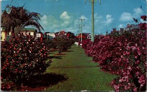 Florida Pensacola Blooming Flowers In Palafox Street Parkway 1951
