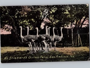 c1910 Slinkard’s Ostrich Farm San Antonio Texas TX Postcard