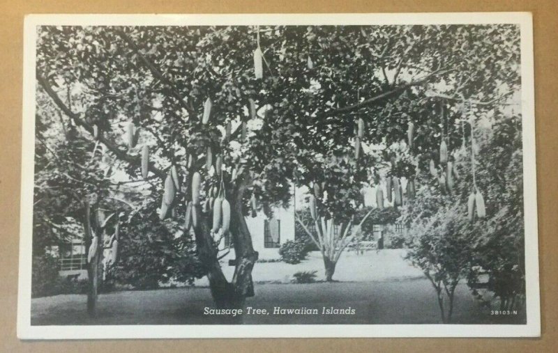 UNUSED  PHOTO POSTCARD SAUSAGE TREE  HAWAIIAN ISLANDS