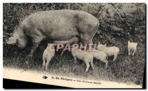 Old Postcard Folklore Perigord A Happy Pig Family Pig